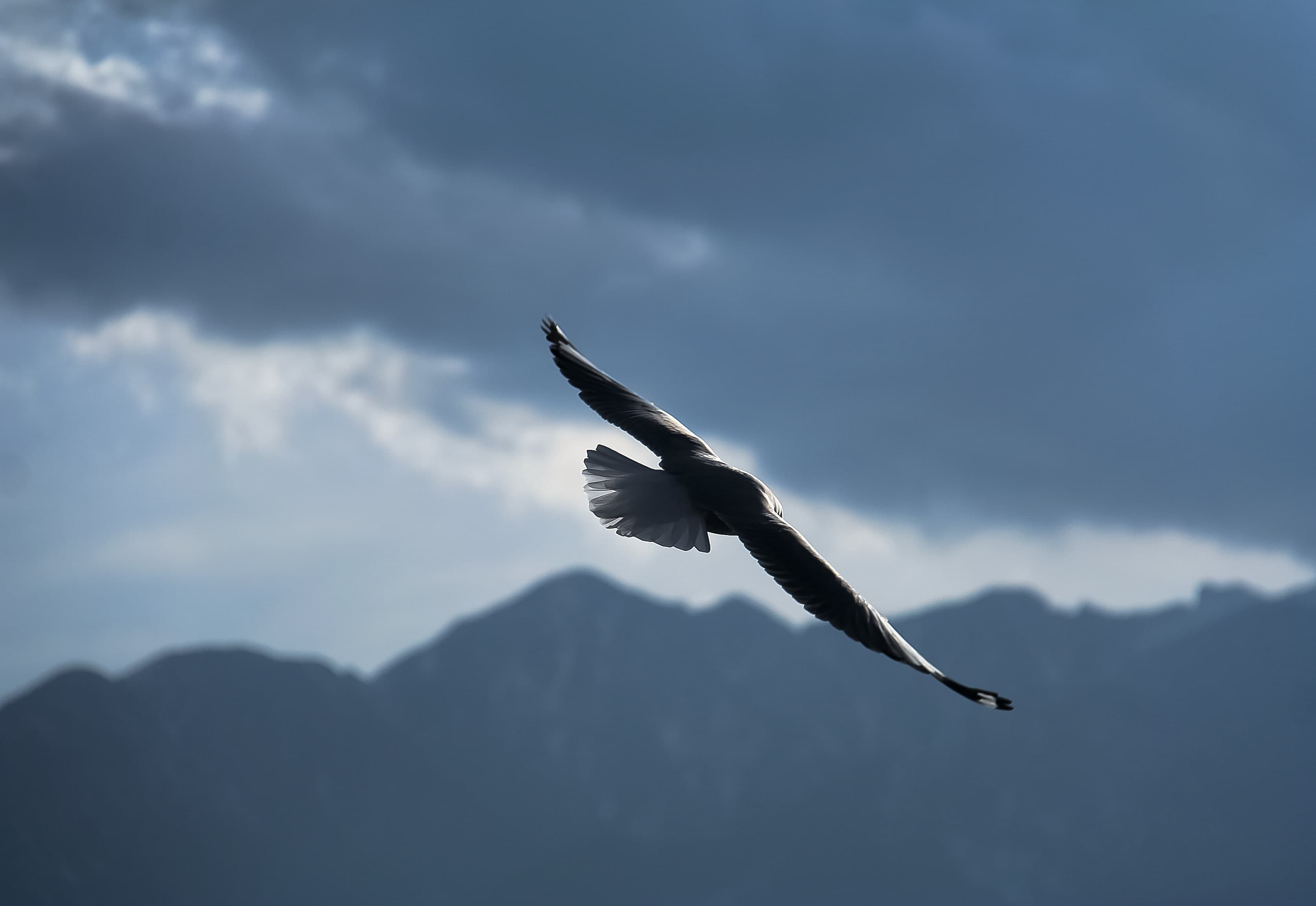 Freedom: Simply Difficult